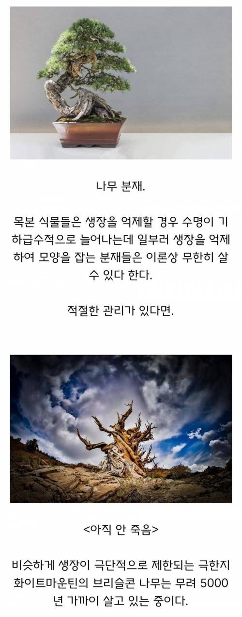 17 식물이 이론상 무한히 살 수 있는 방법.jpg