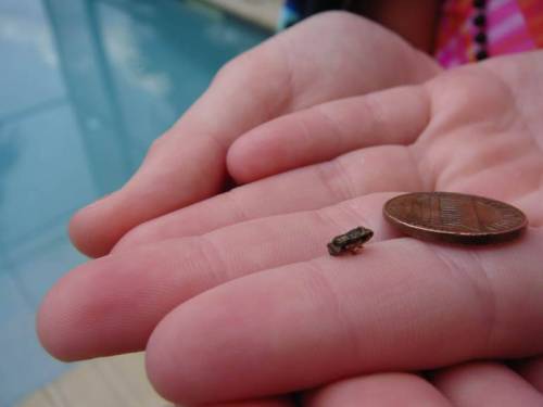 9 세상에서 제일 작은 개구리.jpg