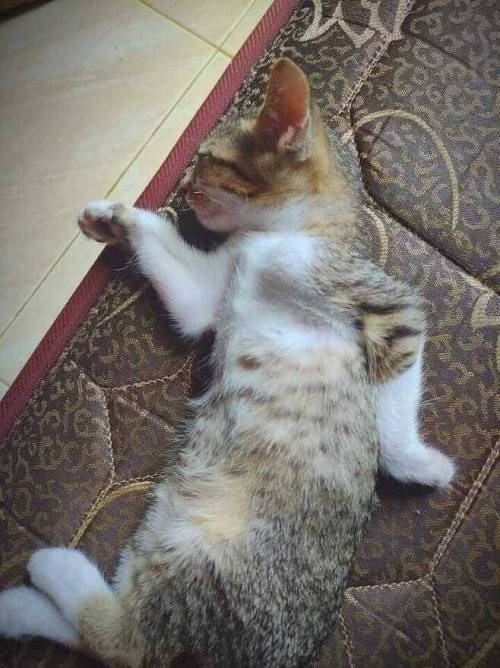 6 이집트 벽화처럼 자는 고양이.jpg