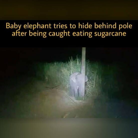 16 아기 코끼리의 은신 능력 사탕수수 훔치다 걸려 숨어있는 아기 코끼리.jpg