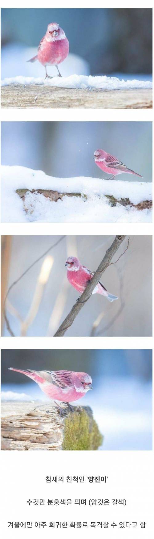 1 한국에서 볼 수 있는 가장 아름다운 새.jpg