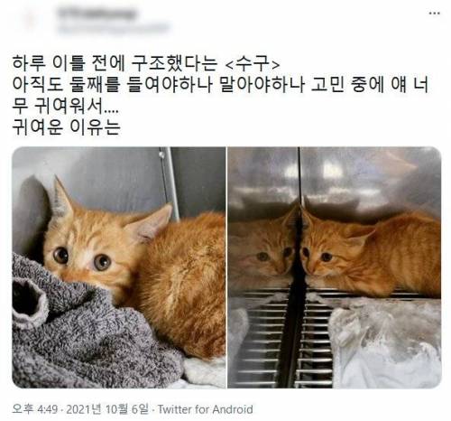 19 새끼 고양이 이름의 비밀.jpg