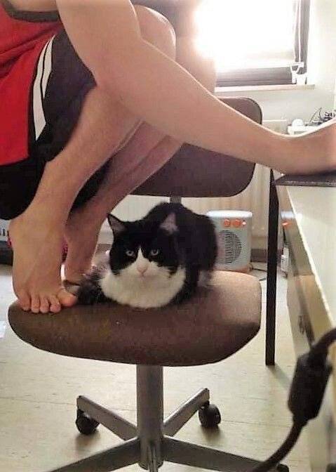20 사이좋게 한 의자에 같이 앉아있는 고양이와 사람.jpg