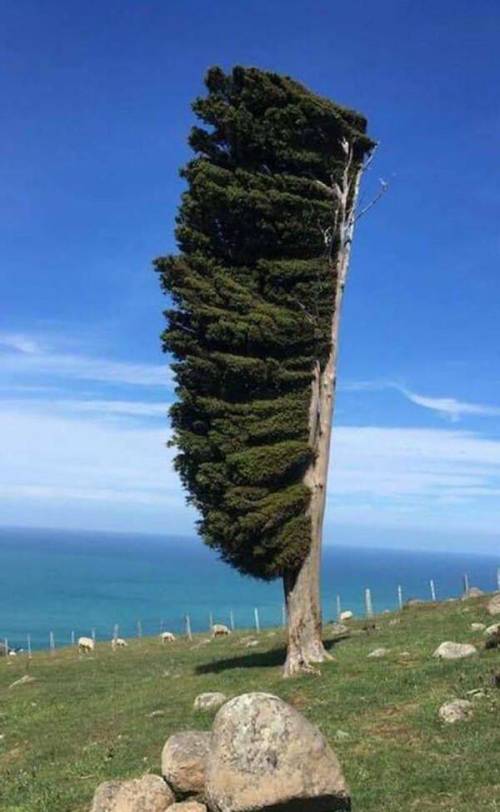 10 뉴질랜드에 있다는 나무.jpg