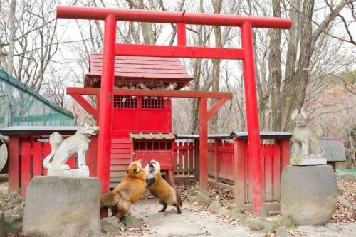 5 일본 어느 신사에서 찍힌 진풍경 여우를 신사의 수호신으로 모시는 곳인데 여우 두마리가 싸우고 있음.jpg