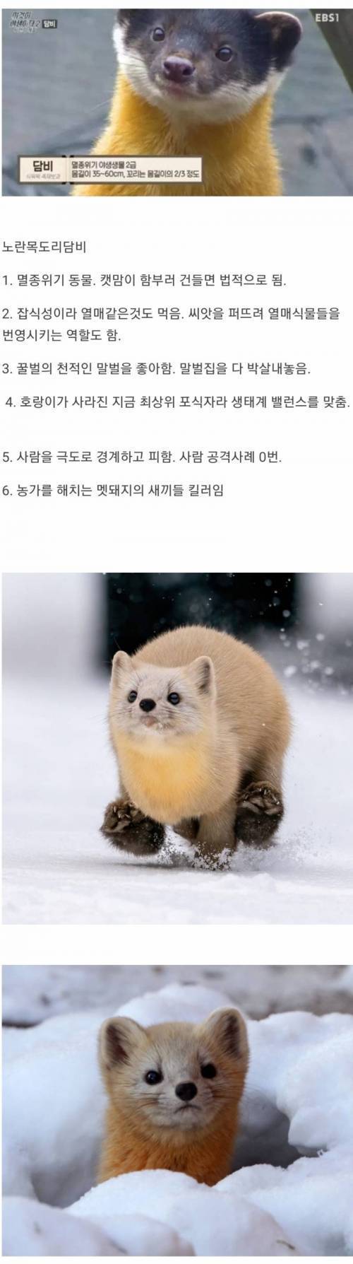 7 한국 생태계 최상급 동물.jpg