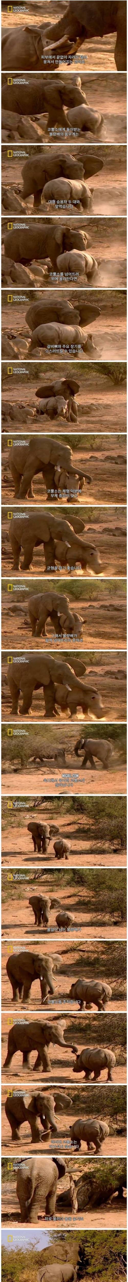 12 코끼리와 코뿔소..jpg