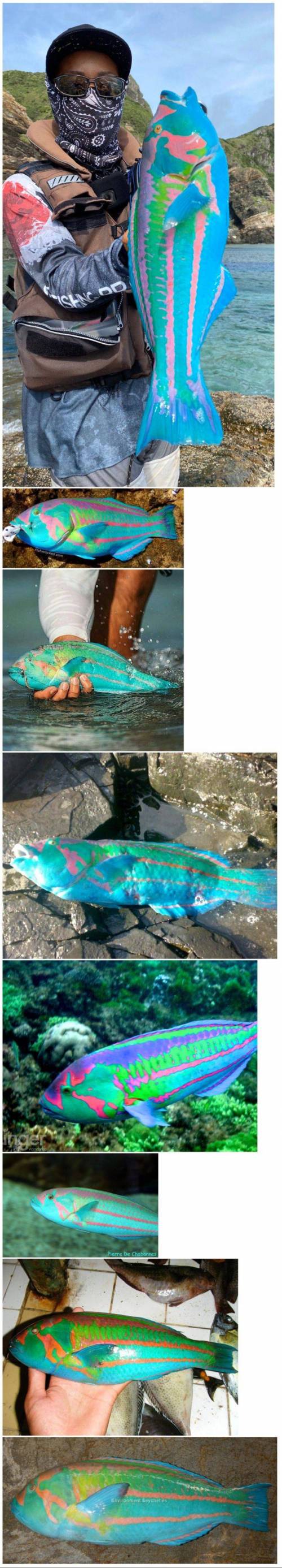 15 신기한 색의 물고기.jpg