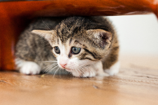 A-scared-cat-or-kitten-hiding-under-a-table-or-chair.jpg